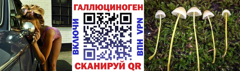 хочу   Сосновка  Псилоцибиновые грибы Psilocybe 